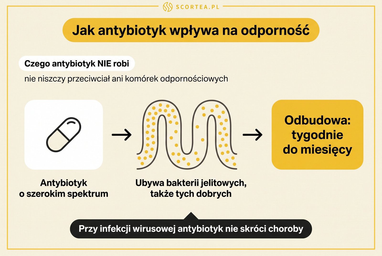 Infografika: jak antybiotyk wpływa na odporność - ubywa bakterii jelitowych, a odbudowa mikrobioty trwa od tygodni do miesięcy