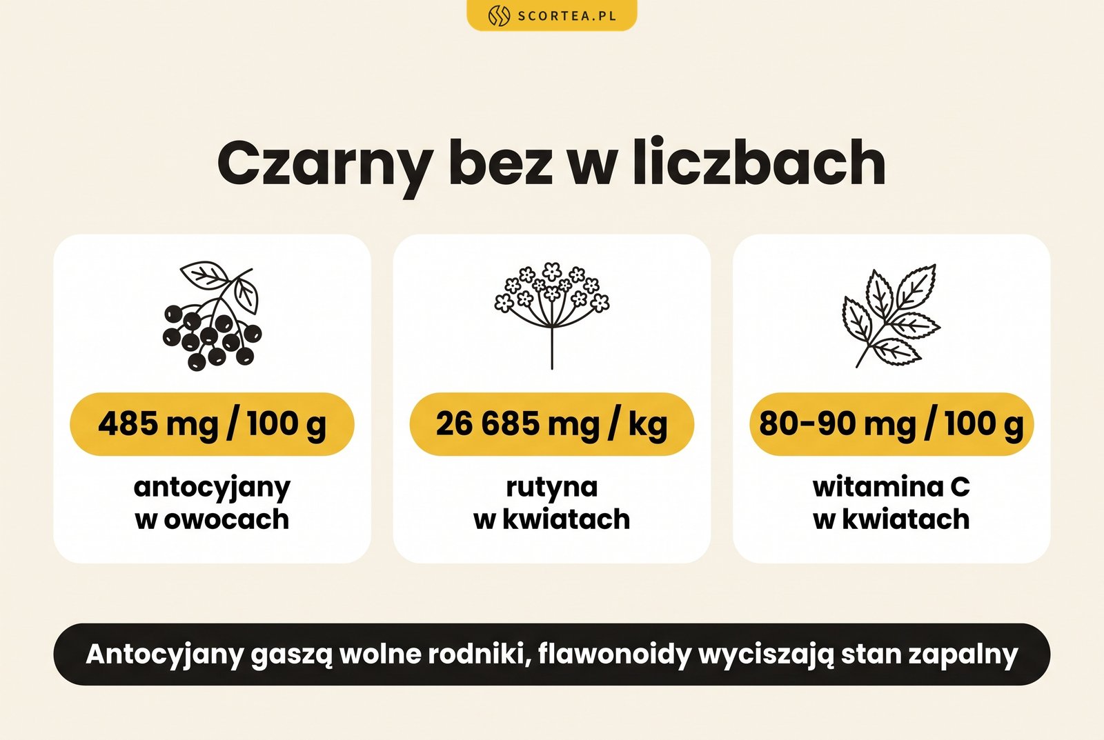 Infografika: zawartość antocyjanów w owocach czarnego bzu, rutyny i witaminy C w kwiatach