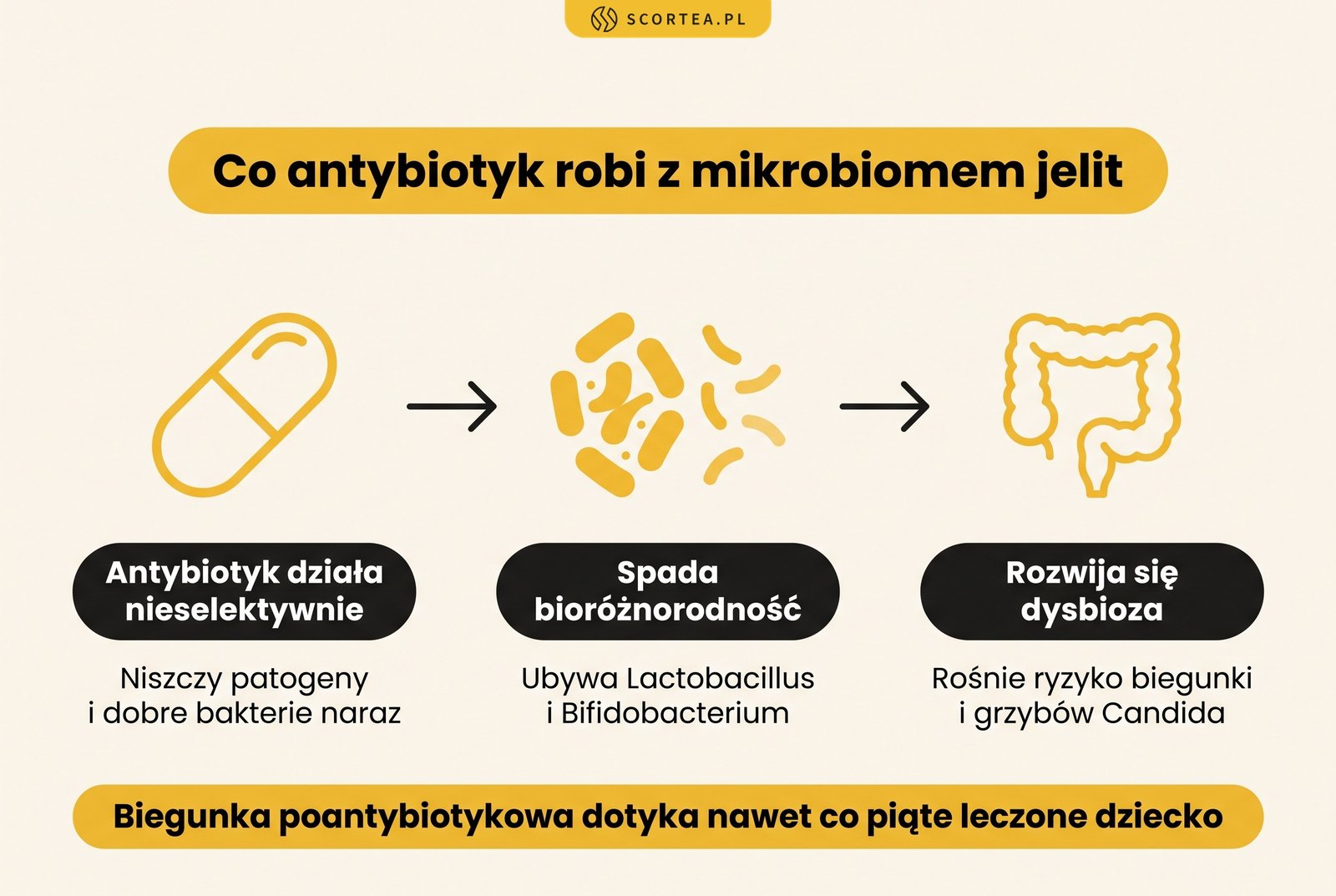 Infografika w trzech krokach: antybiotyk działa nieselektywnie, spada bioróżnorodność jelit, rozwija się dysbioza