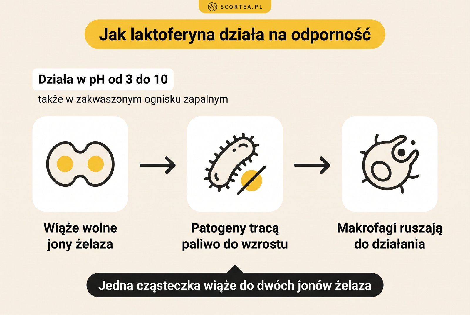 Infografika: jak laktoferyna działa na odporność - wiąże wolne jony żelaza, odbiera je patogenom i pobudza makrofagi