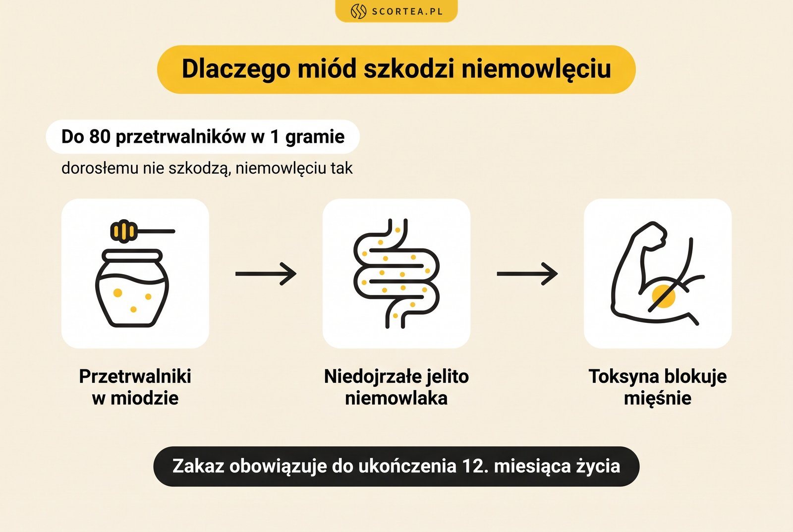 Infografika pokazująca, jak przetrwalniki Clostridium botulinum z miodu wywołują botulizm u niemowlęcia