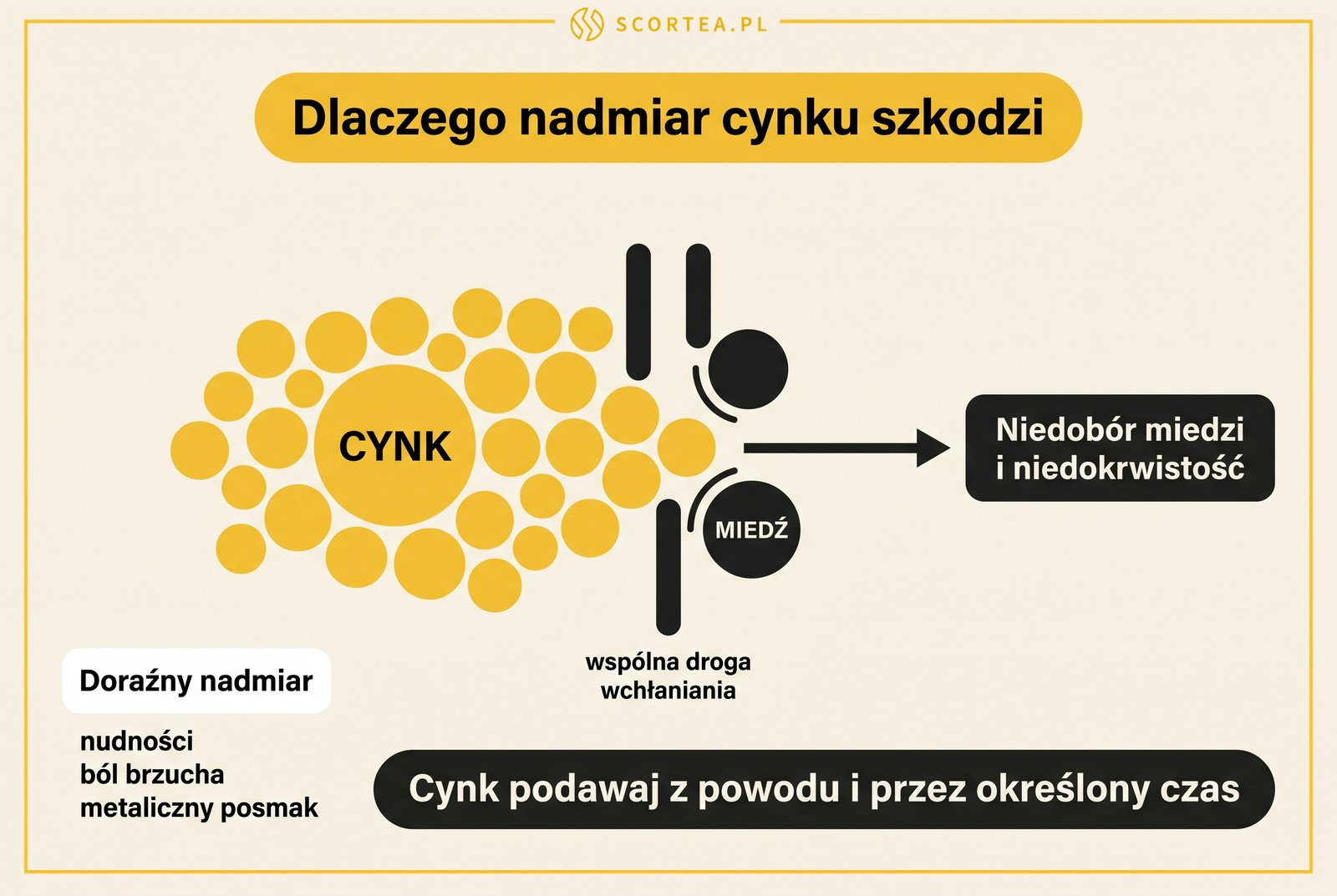 Infografika: cynk i miedź konkurują o wspólną drogę wchłaniania, a długotrwały nadmiar cynku może prowadzić do niedoboru miedzi i niedokrwistości