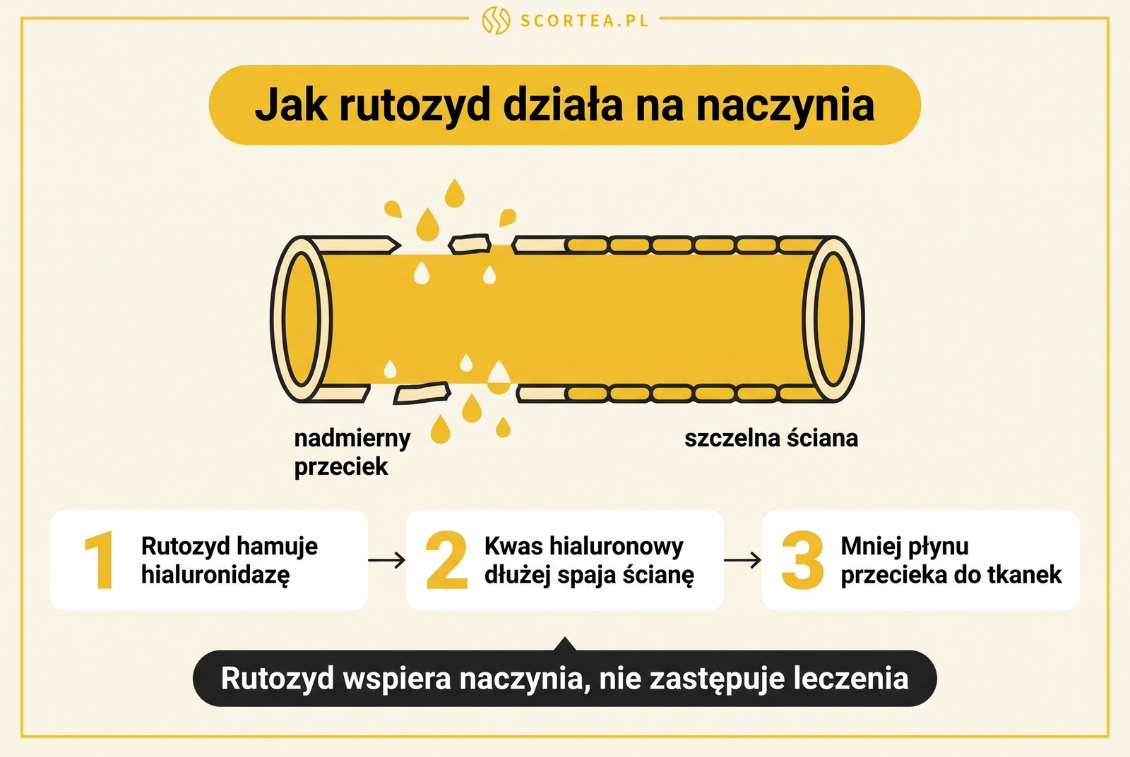 Infografika: jak rutozyd działa na naczynia włosowate, hamowanie hialuronidazy i mniejszy przeciek płynu do tkanek