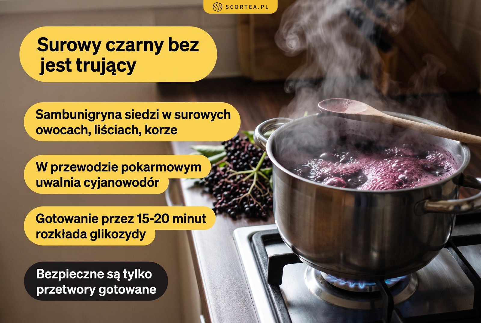 Owoce czarnego bzu gotujące się w garnku, infografika o sambunigrynie w surowej roślinie i bezpiecznym gotowaniu