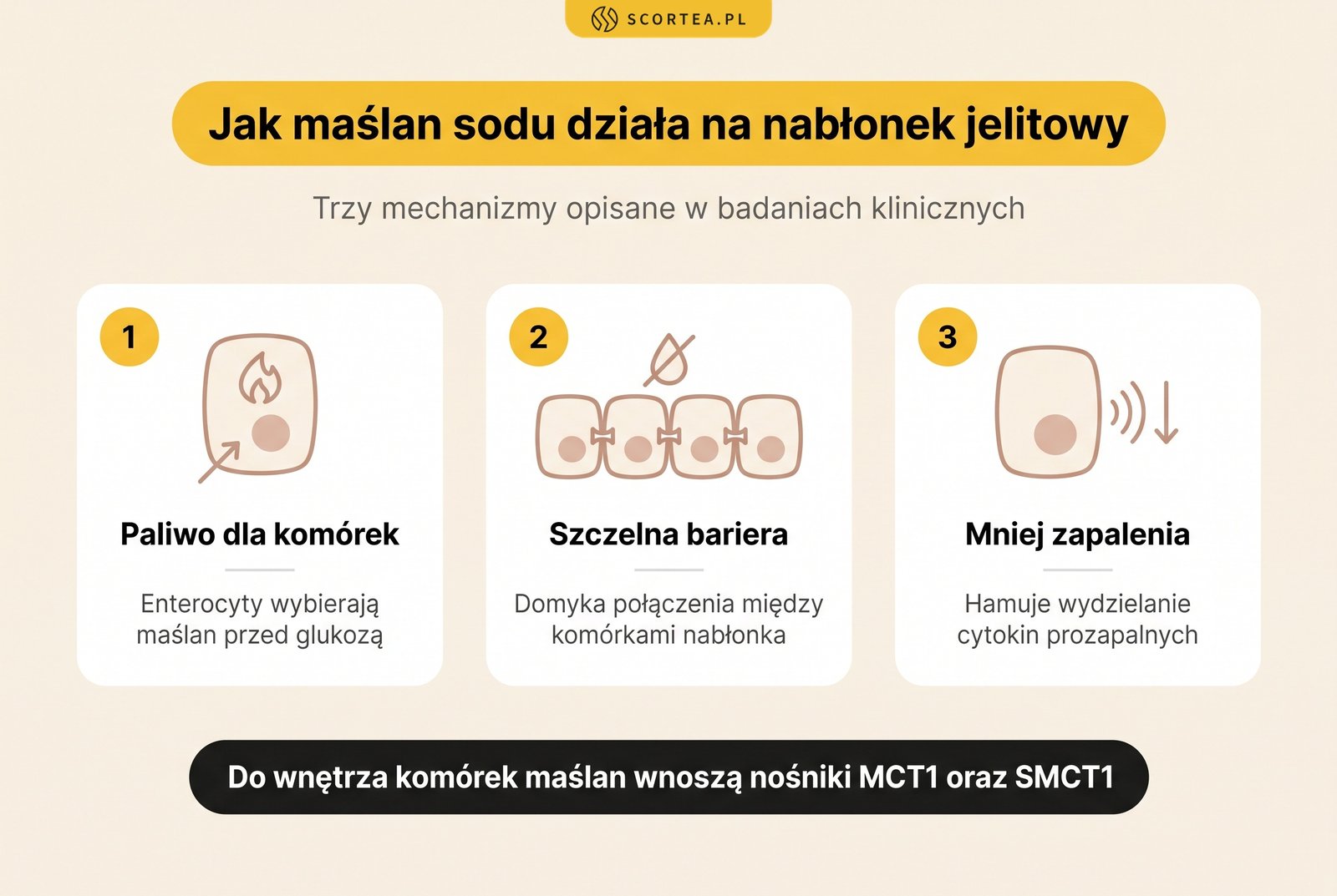 Infografika: jak maślan sodu działa na nabłonek jelitowy - paliwo dla enterocytów, uszczelnianie bariery jelitowej i hamowanie wydzielania cytokin prozapalnych