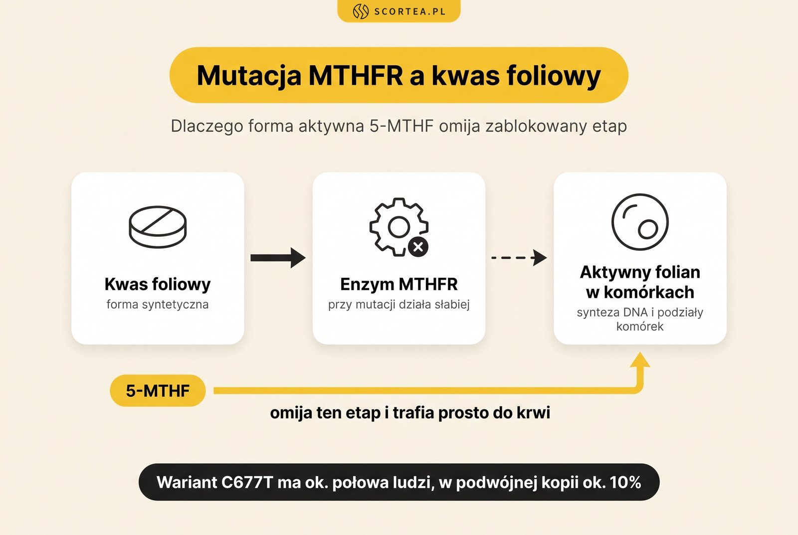 Schemat: przy mutacji MTHFR enzym słabiej aktywuje kwas foliowy, a 5-MTHF omija ten etap i trafia do krwi