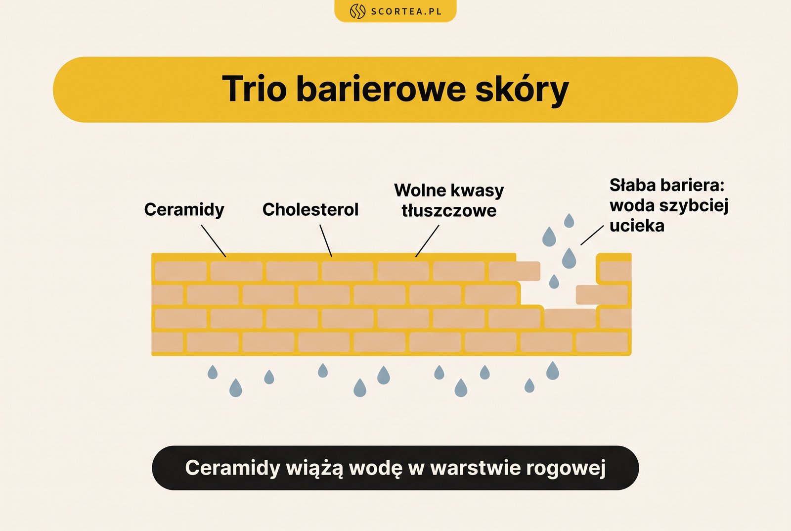 Infografika: trio barierowe skóry, czyli ceramidy, cholesterol i wolne kwasy tłuszczowe; przy słabej barierze woda szybciej ucieka