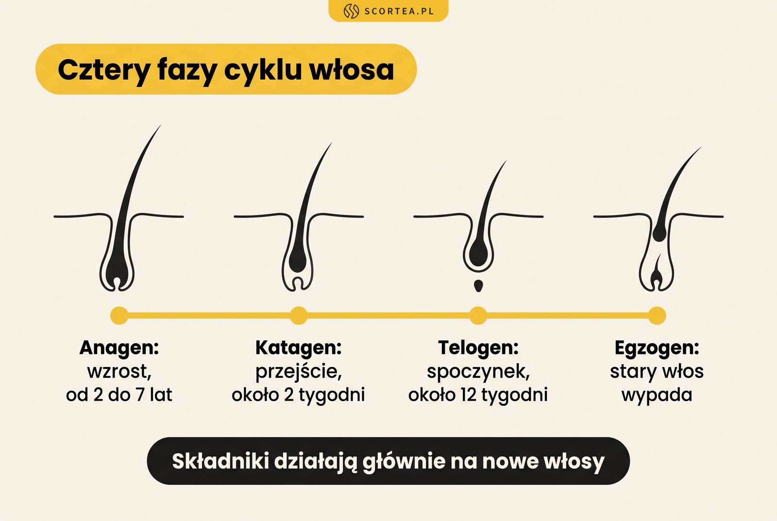 Infografika: cztery fazy cyklu włosa. Anagen od 2 do 7 lat, katagen około 2 tygodni, telogen około 12 tygodni, egzogen, gdy stary włos wypada