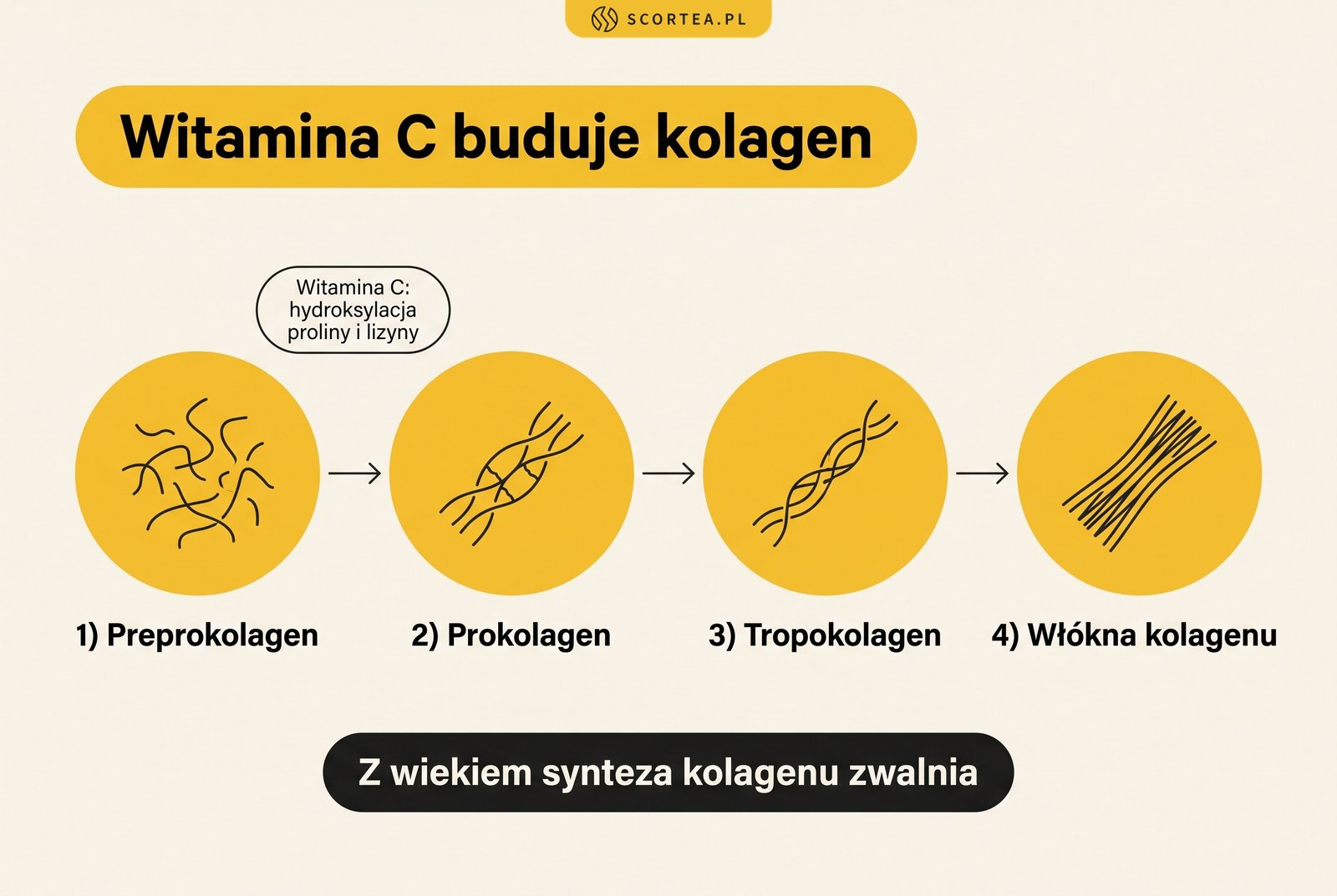 Infografika: witamina C buduje kolagen. Etapy od preprokolagenu, przez prokolagen i tropokolagen, do włókien kolagenu; z wiekiem synteza zwalnia